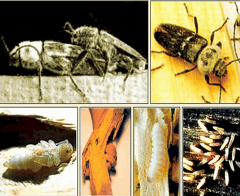 Traitement insectes xylophages Rennes